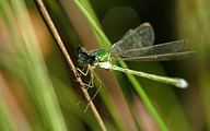 Small Spreadwing (Male, Lestes virens)